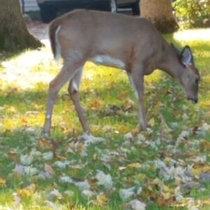 goins_barbyahoo_com avatar