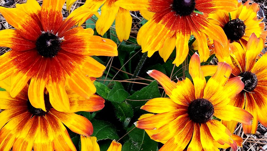 My Best 35 Flower Photos