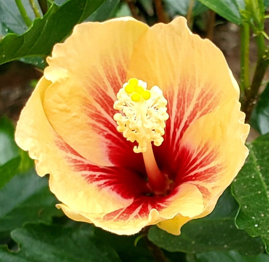 My Best 35 Flower Photos