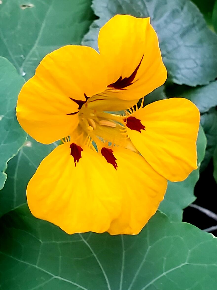 My Best 35 Flower Photos