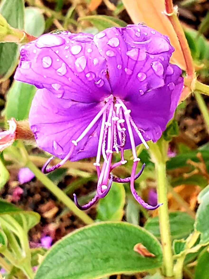 My Best 35 Flower Photos