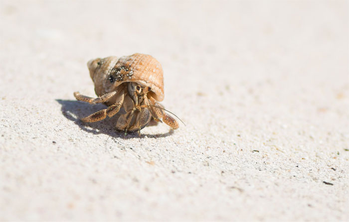 30 Of The Most Creepy Or Weird Things People Witnessed In Oceans, As Shared In This Online Group