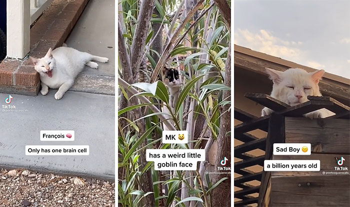 Not Cat Shaped Is, My Favorite