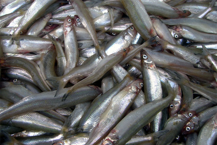 30 Of The Most Creepy Or Weird Things People Witnessed In Oceans, As Shared In This Online Group