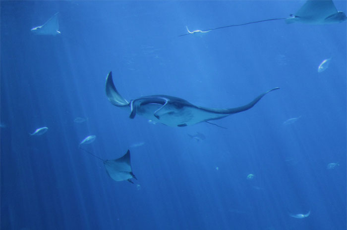 30 Of The Most Creepy Or Weird Things People Witnessed In Oceans, As Shared In This Online Group