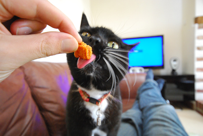 Woman Wanted To Get A Cat And Feed It Vegan Dry Food, Roommate Passes That On To The Shelter Worker And They Decline Her Application