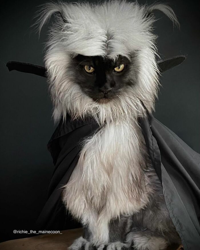 Este es Richie, un gato maine coon que se ha vuelto viral en redes sociales