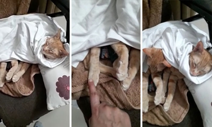 Suspiciously High Number Of Limbs Today