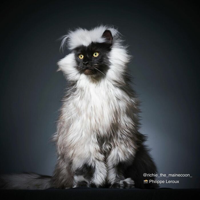 Este es Richie, un gato maine coon que se ha vuelto viral en redes sociales