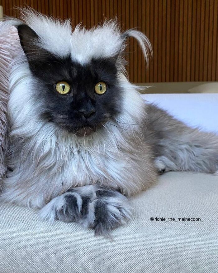 Este es Richie, un gato maine coon que se ha vuelto viral en redes sociales