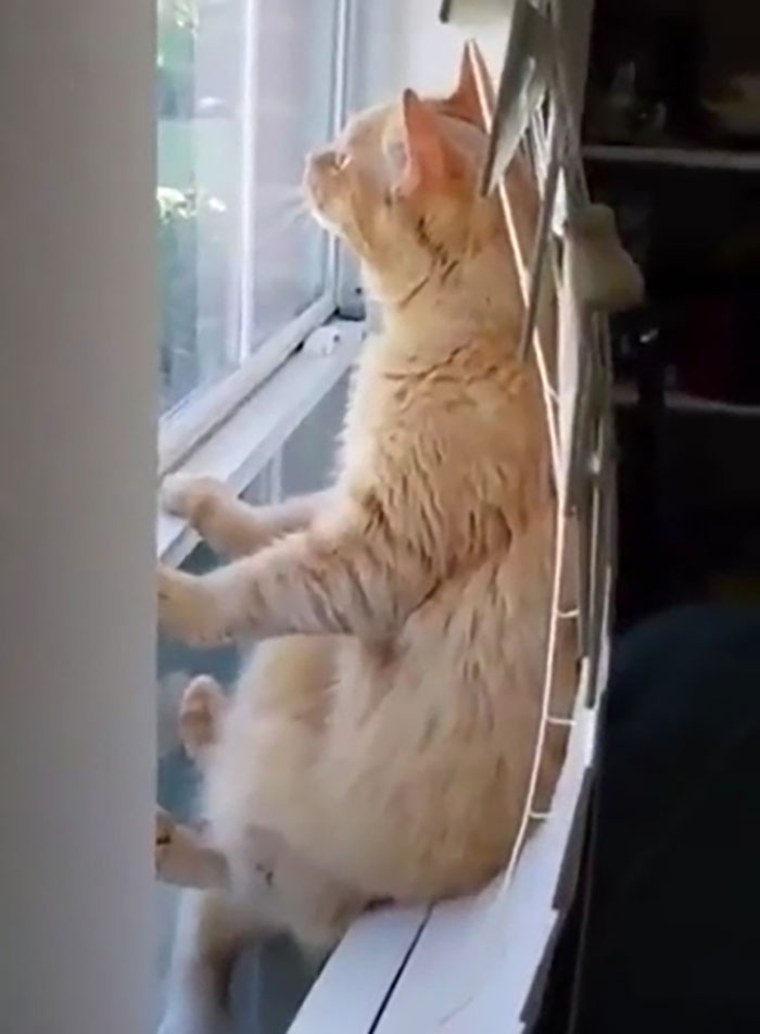 A veces pienso que los gatos son álienes disfrazados tratando de acostumbrarse a vivir en la Tierra 