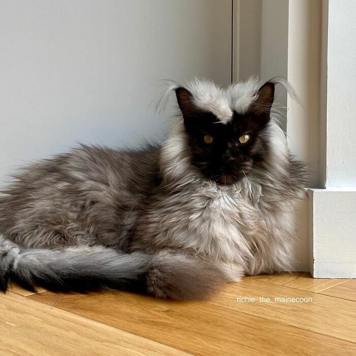 Este es Richie, un gato maine coon que se ha vuelto viral en redes sociales