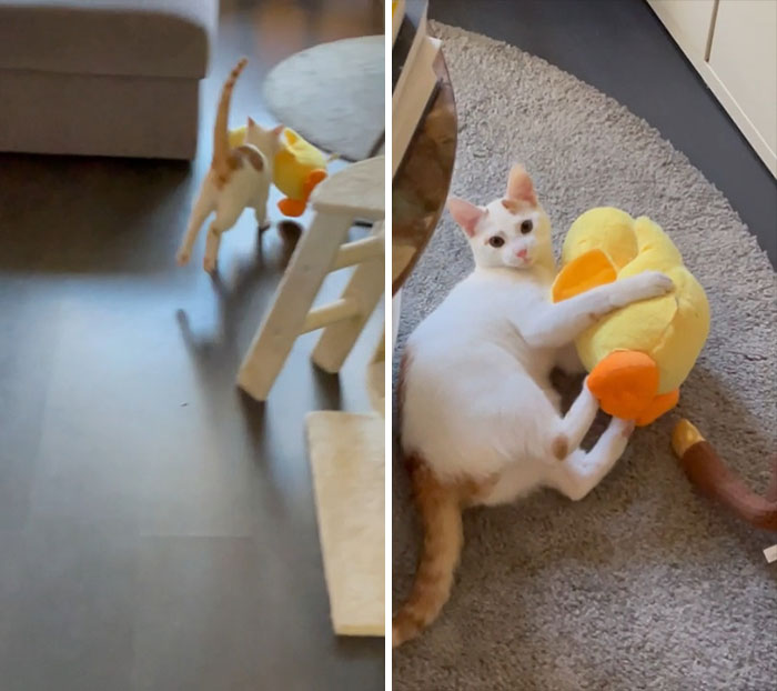 My Cat Brings Random Items He Finds In The Attic