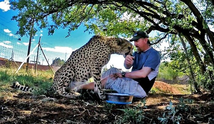 Meet Dolph, A Man Who Became Best Friends With A Wild Cheetah