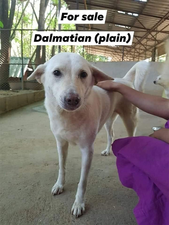 Weird-Ads-With-Threatening-Auras