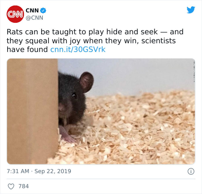 Blessed Rat