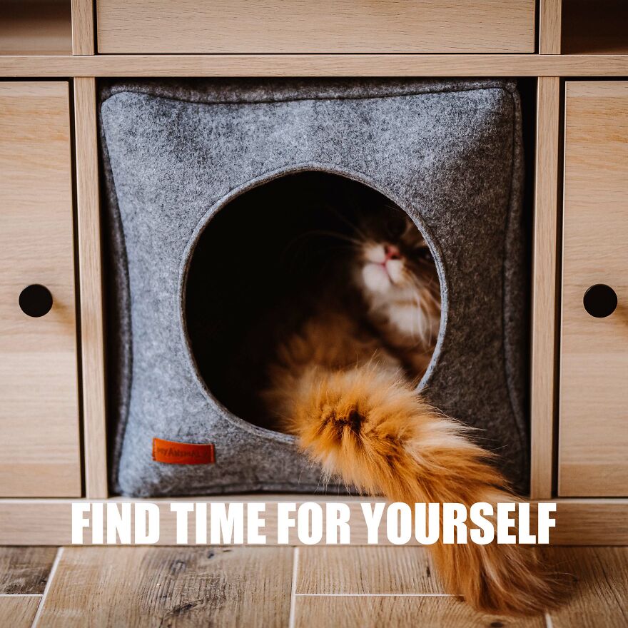 7 Tips From My Cat Thor To Feel Better On Monday