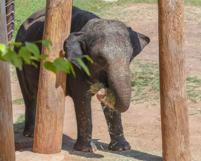 Oklahoma City Zoo Celebrates Birth of Rama The Asian Elephant, Who Got Famous With His Ultrasound Even Before He Was Born