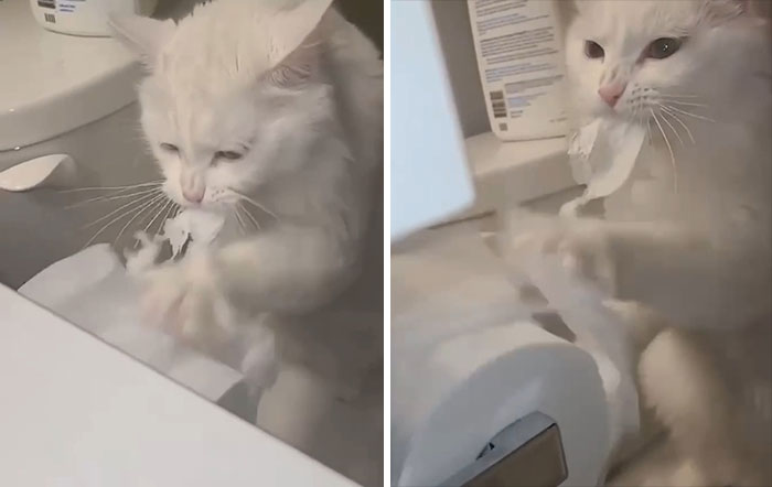 Cat Thinks This Is A Speed Bag For Its Boxing Practice