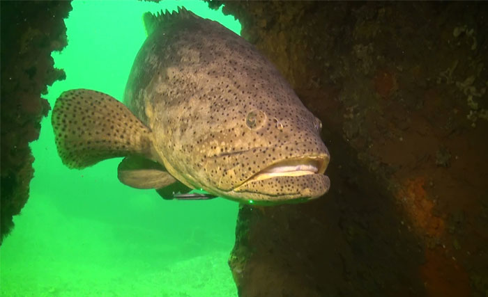 30 Of The Most Creepy Or Weird Things People Witnessed In Oceans, As Shared In This Online Group