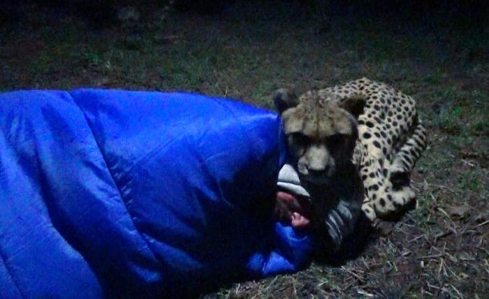 Meet Dolph, A Man Who Became Best Friends With A Wild Cheetah