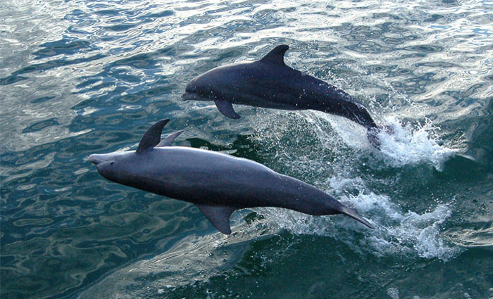 30 Of The Most Creepy Or Weird Things People Witnessed In Oceans, As Shared In This Online Group