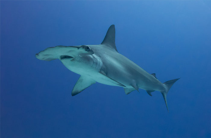 30 Of The Most Creepy Or Weird Things People Witnessed In Oceans, As Shared In This Online Group