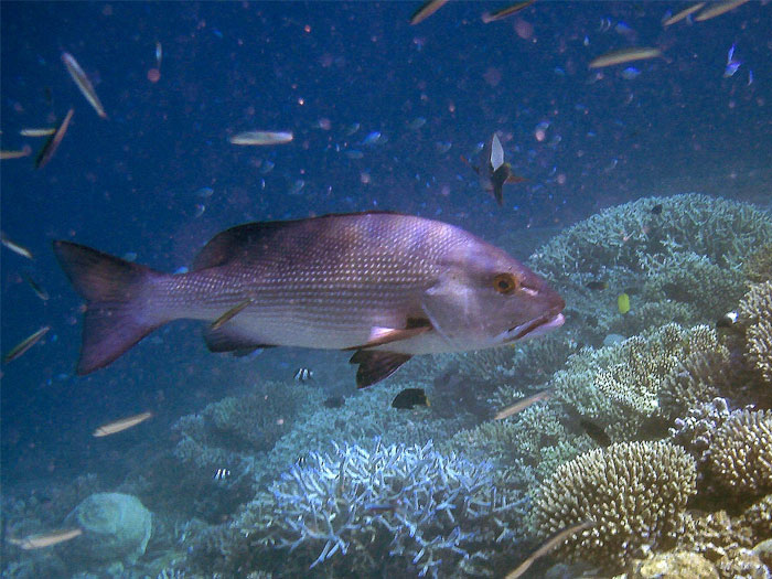 30 Of The Most Creepy Or Weird Things People Witnessed In Oceans, As Shared In This Online Group