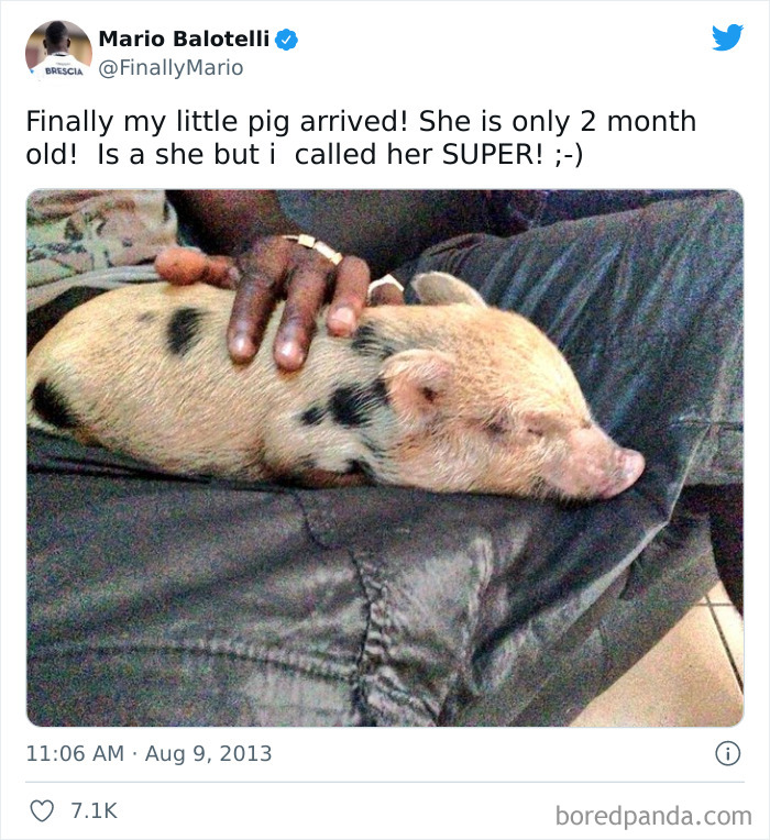 Mario Balotelli's Piglet