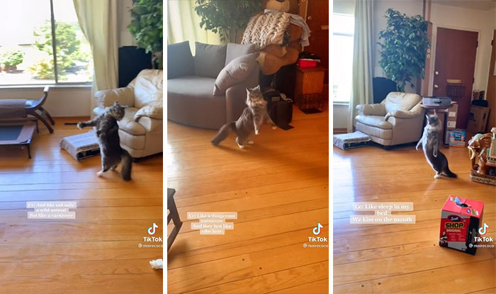 Presenta comportamiento bípedo y tiene una cola exuberante… ¿Será una ardilla? 