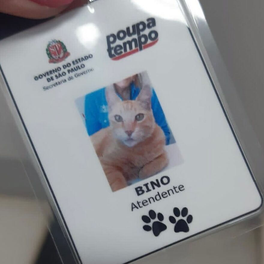 Cat Becomes An “Attendant” Of A 'Service Unit' And Even Has An Employee Badge Cat Becomes An “Attendant” Of A 'Service Unit' And Even Has An Employee Badge