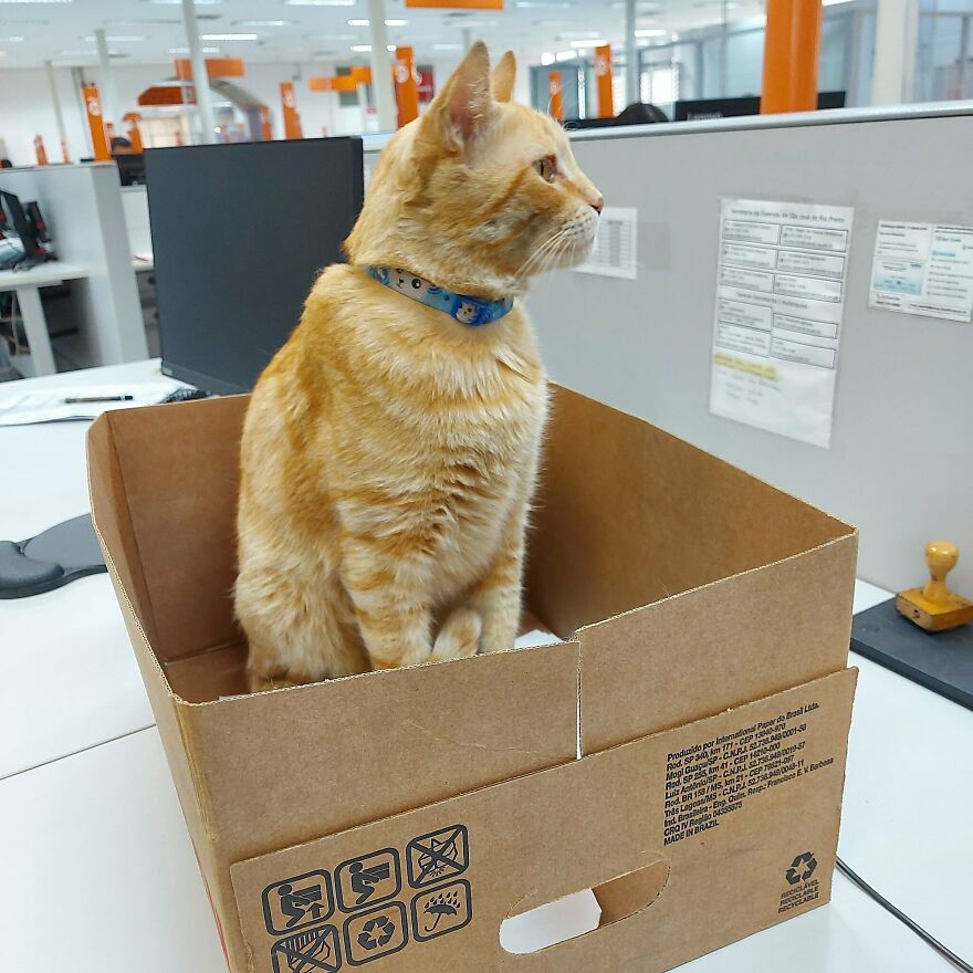 Cat Becomes An “Attendant” Of A 'Service Unit' And Even Has An Employee Badge Cat Becomes An “Attendant” Of A 'Service Unit' And Even Has An Employee Badge