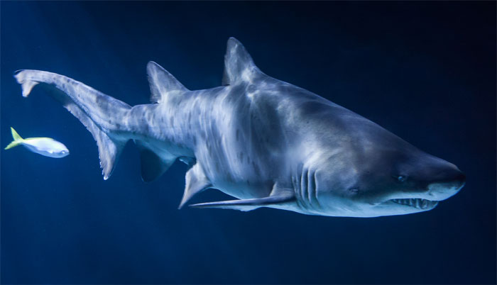 30 Of The Most Creepy Or Weird Things People Witnessed In Oceans, As Shared In This Online Group