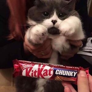 danielkrasimirovhadzhievimamov avatar