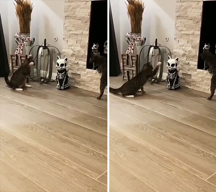 Not A Big Fan Of The New Cat, I'm Guessing?