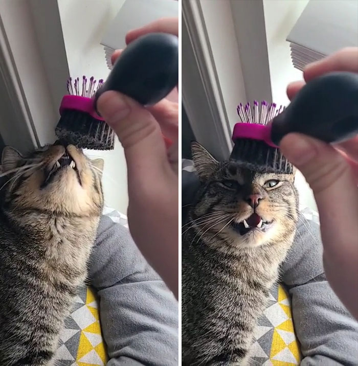 This Is Pierogi. He Likes Scritches