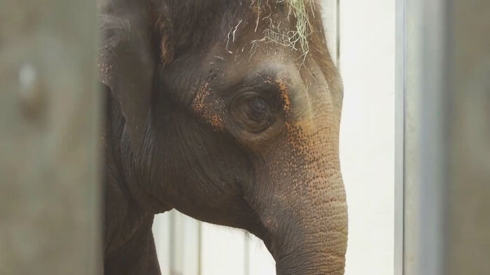 Oklahoma City Zoo Celebrates Birth of Rama The Asian Elephant, Who Got Famous With His Ultrasound Even Before He Was Born
