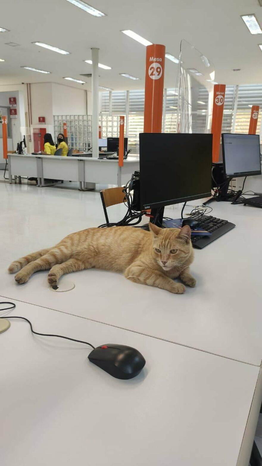 Cat Becomes An “Attendant” Of A 'Service Unit' And Even Has An Employee Badge Cat Becomes An “Attendant” Of A 'Service Unit' And Even Has An Employee Badge