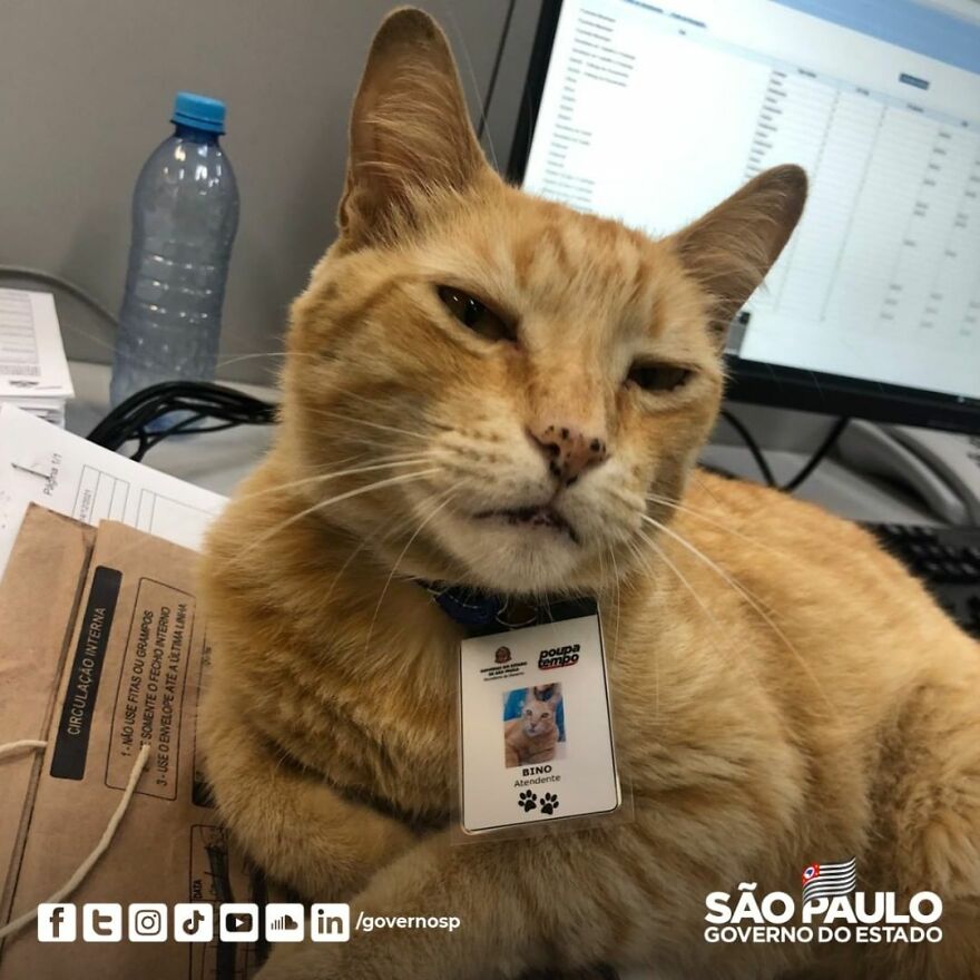 Cat Becomes An “Attendant” Of A 'Service Unit' And Even Has An Employee Badge Cat Becomes An “Attendant” Of A 'Service Unit' And Even Has An Employee Badge