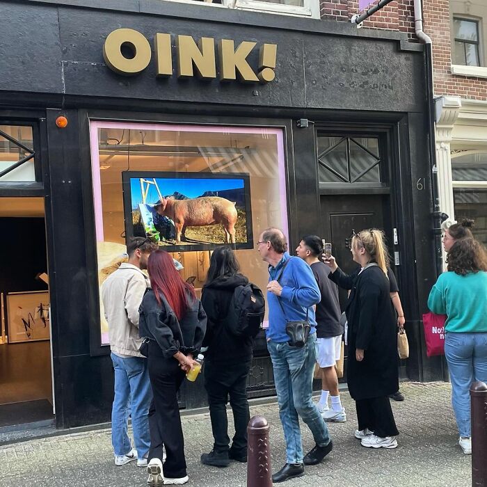 This Pig Enjoys Painting And Has Become The World's First Pig Artist