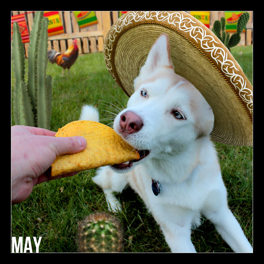 I Photoshop My Dog Into Goofy Scenes For My 2022 Calendar