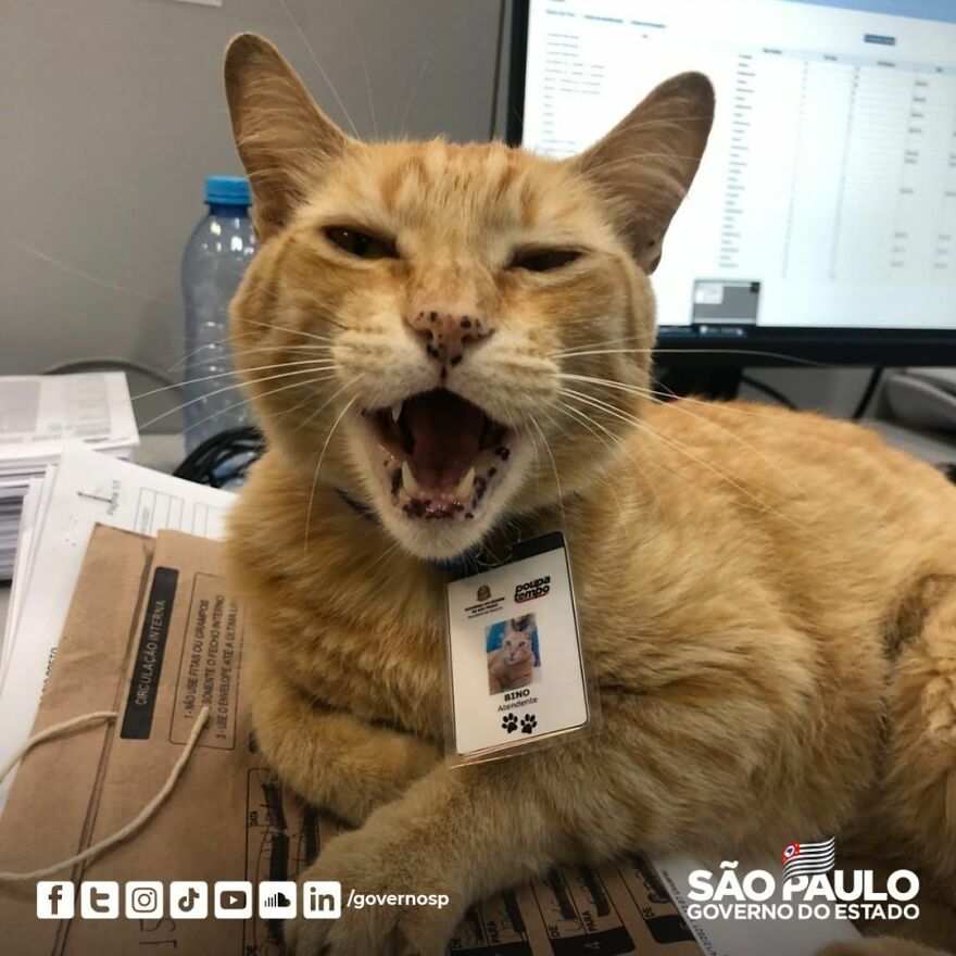 Cat Becomes An “Attendant” Of A 'Service Unit' And Even Has An Employee Badge Cat Becomes An “Attendant” Of A 'Service Unit' And Even Has An Employee Badge