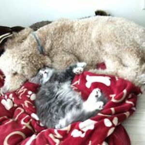 emily_p_s3gura avatar