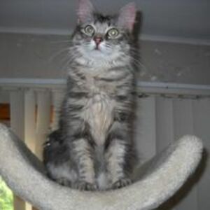 loisllabounty avatar