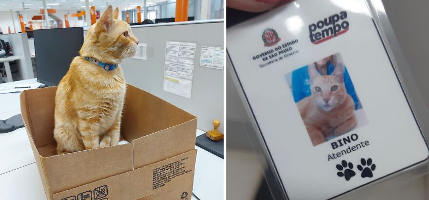 Cat Becomes An “Attendant” Of A 'Service Unit' And Even Has An Employee Badge Cat Becomes An “Attendant” Of A 'Service Unit' And Even Has An Employee Badge