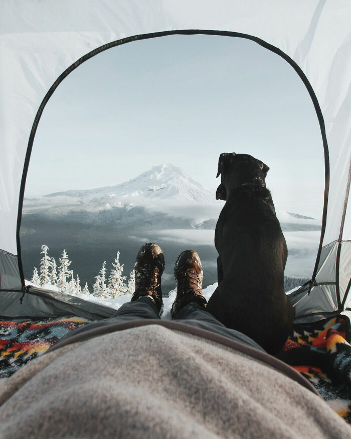 Dog And Mountains From Tent