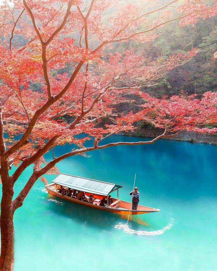 🇯🇵 Sunny Day With Momiji 🍁 In Arashiyama, Kyoto (Credit To Loïc Lagarde)