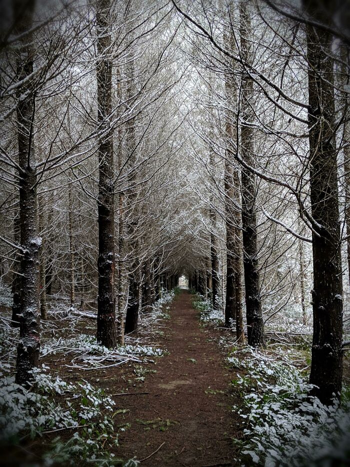 Went For A Walk By My House And I Think I Found The Path To Narnia.