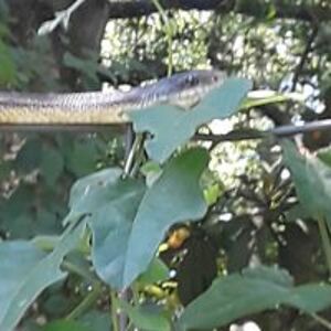 landen_schipper avatar