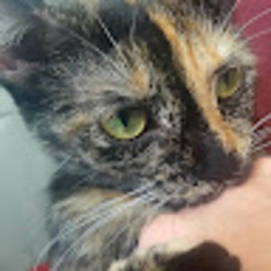 gaywilliamson avatar